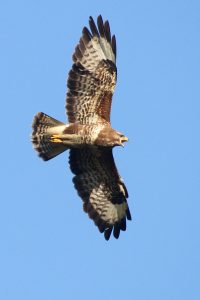 Buizerd