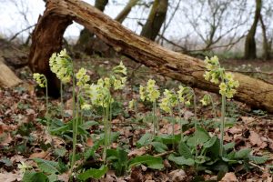 slanke sleutelbloem